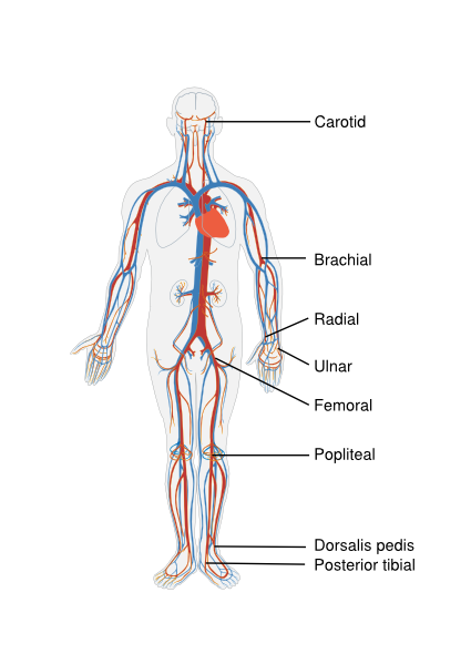 File:Circulatory System.svg - Textbook of Cardiology