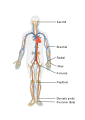 File:Circulatory System.svg - Textbook of Cardiology