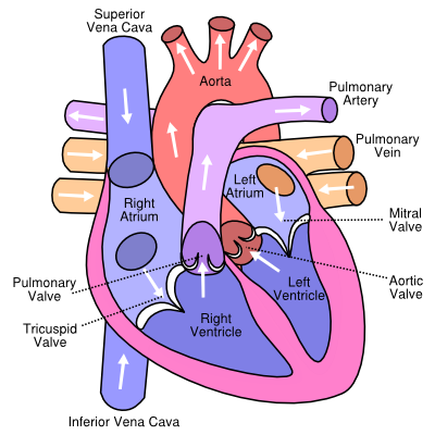 Diagram of the human heart (valves improved).svg